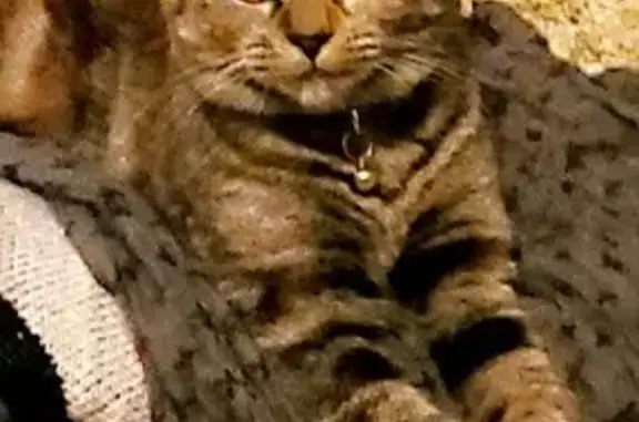 Animaux perdus , photo: Chatte tigrée perdue à Faremoutiers