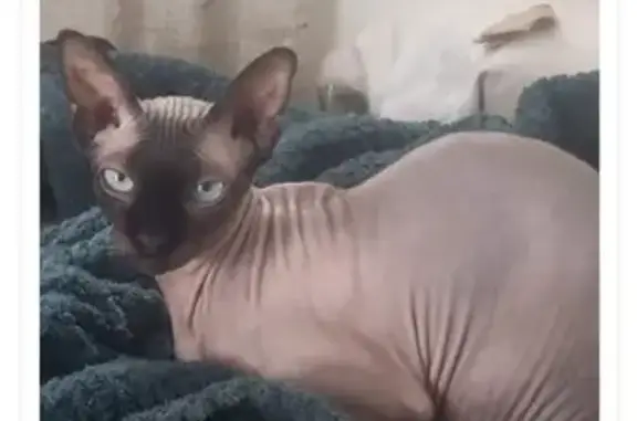 Animaux perdus La Ferté-sous-Jouarre, photo: Chatte Sphinx Stitch perdue - La Ferté