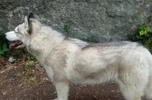 Chien husky trouvé à St-Martin - photo