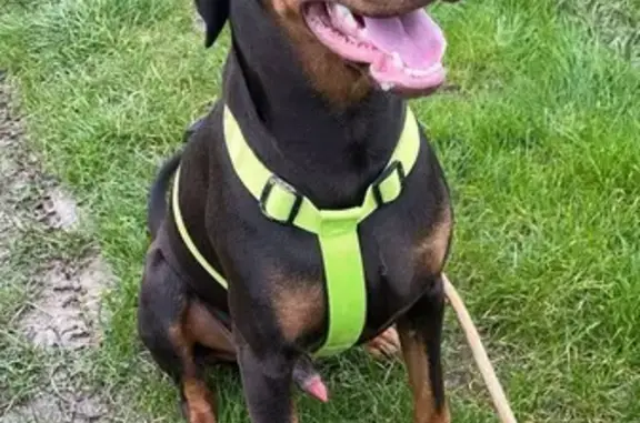 Chien Doberman craintif perdu - photo