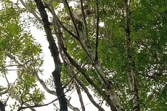 Chat crème tigré bloqué en arbre - photo