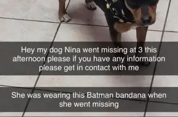 Lost Min Pin with Batman Bandanna - Mesa, AZ