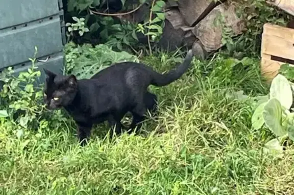 Chat perdu, Esnandes, photo: Chatte noire perdue à Esnandes