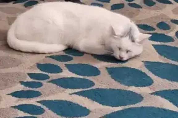 Lost White Cat with Gray Ears & Blue Collar