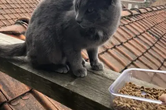 Chat gris perdu à Roubaix - photo