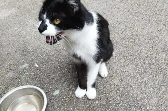 Chat trouvé Dijon, photo: Chat noir et blanc trouvé à Dijon