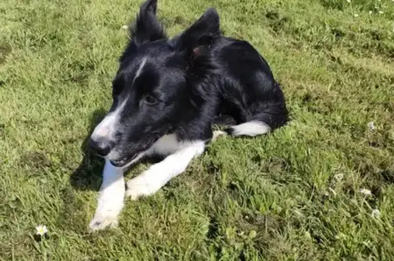 Chien Border Collie trouvé - D526 - photo