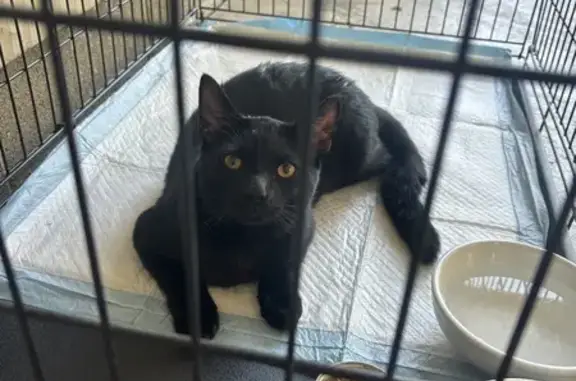Scared Stray Cat Found - Needs Love & Home!