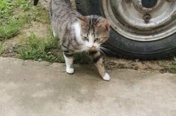 Chaton perdu et affamé à Gévezé - photo
