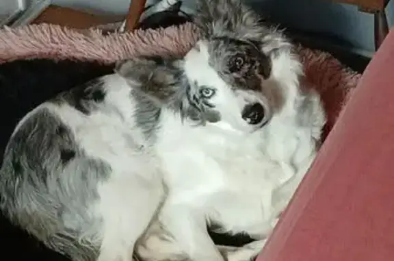 Chien perdu , photo : Chienne Border Collie perdue
