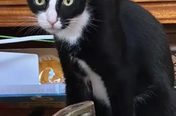 Lost Cat Paiko: Black & White, Friendly - Help!