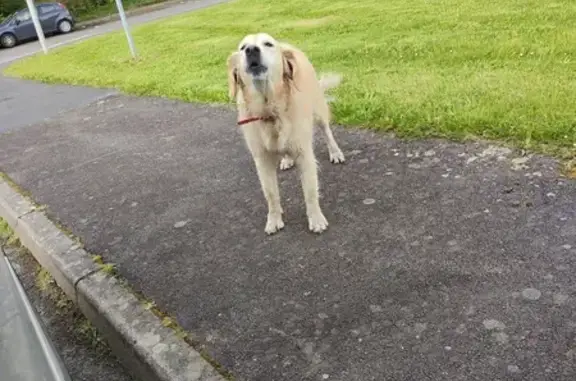Trouvé: Chien craintif, collier rose - photo