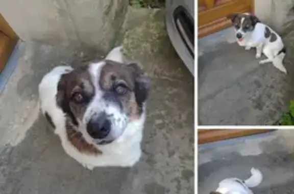 Chien Croisé Trouvé à Brumetz - photo