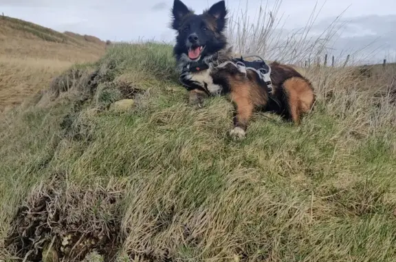 Chien perdu , photo : Chien roux et noir perdu à Foncquevillers