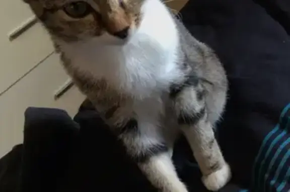 Animaux perdus La Tronche, photo: Chat fauve/blanc perdu à La Tronche