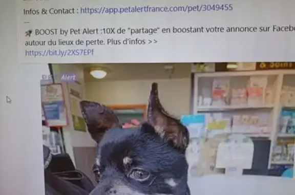 Chien perdu à Santeuil sans ID - photo