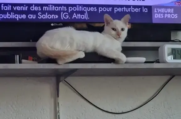 Animaux perdus Villeneuve-sur-Lot, photo: Chaton blanc perdu - Snow