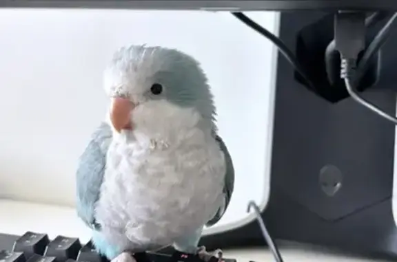 Lost Blue Quaker Parrot in St....