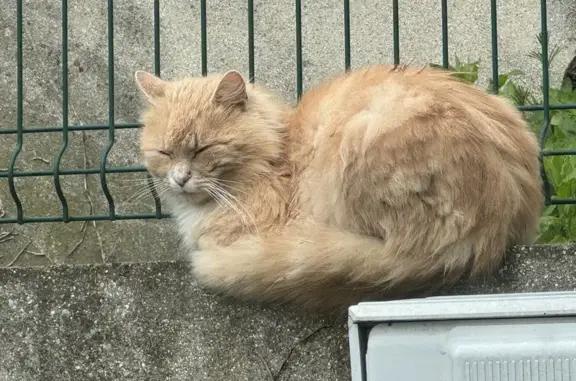 Chat roux poil long perdu à Bruay - photo