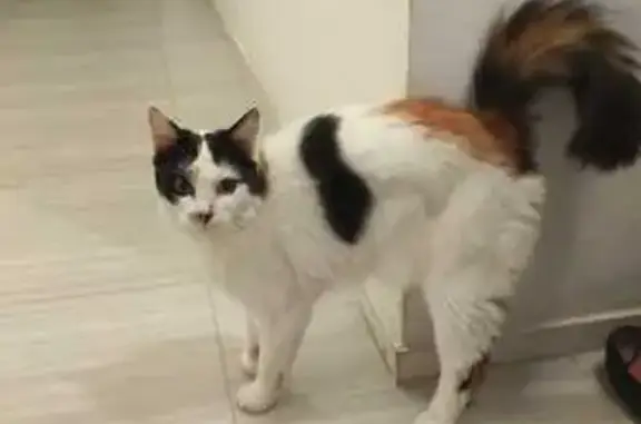 Animaux trouvés Nantes, photo: Chat tricolore perdu à Pirmil