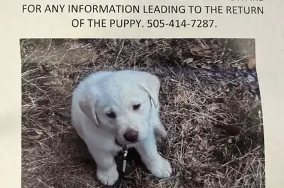 Lost Puppy Alert: White Lab on Dunn Ave!