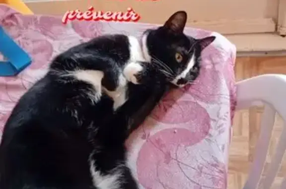 Animaux perdus Brest, photo: Chat perdu: collier rouge, tache