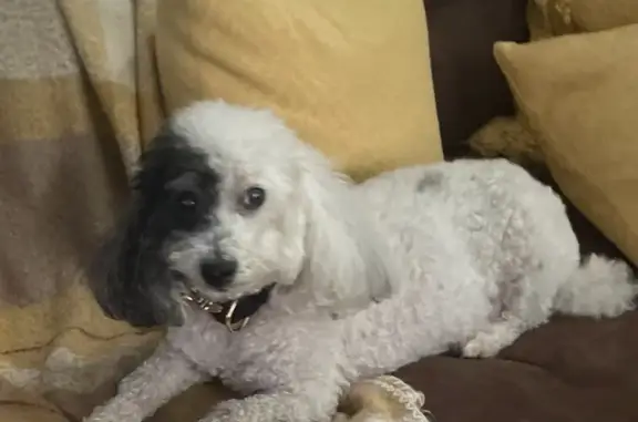 Lost White Toy Poodle - Noah's Ark Rd, 2870!
