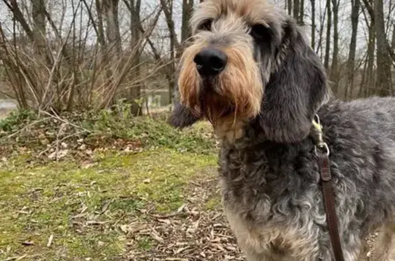 Chien perdu , photo : Chien griffon perdu à Melleray