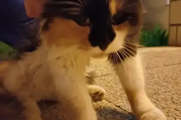 Chat maigre et noué trouvé - photo