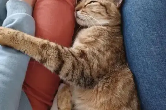 Chat perdu, , photo: Chat Tigrou perdu à Lucbardez