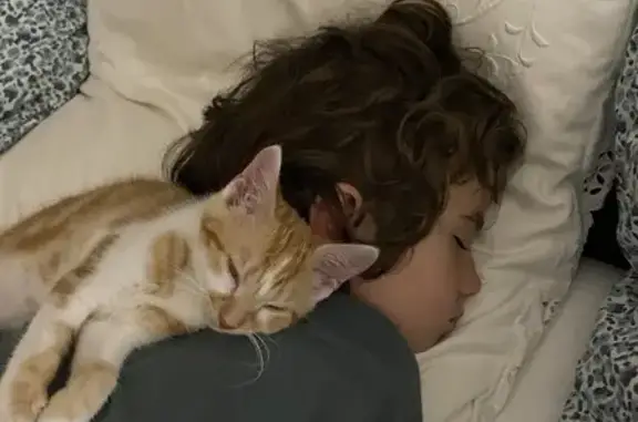 Animaux perdus Le Bouscat, photo: Chatte rousse perdue - Le Bouscat
