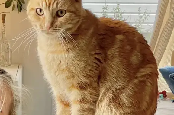 Chat perdu, , photo: Chat roux Garus perdu - La Vicomté