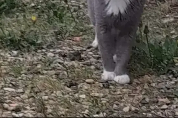 Chat trouvé Laon, photo: Chat perdu affamé à Laon