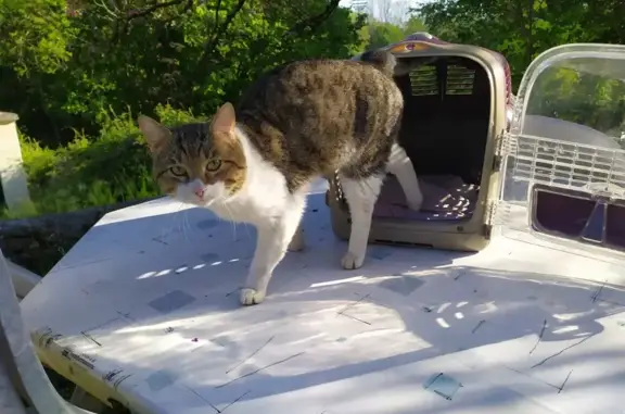 Chat blanc tigré perdu à Méry - photo
