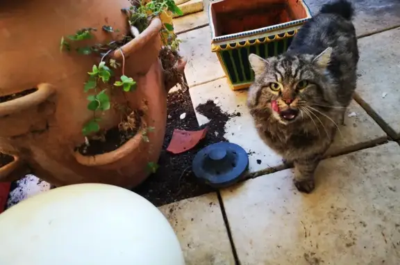 Chat câlin tigré adopte ma maison - photo