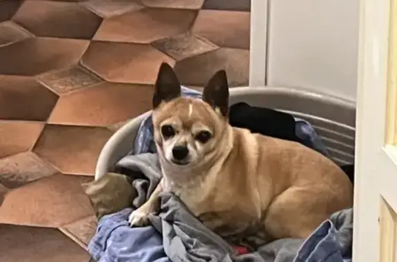 Chihuahua marron trouvé à Aix - photo