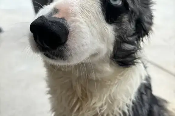 Chien craintif trouvé à Corneilla - photo