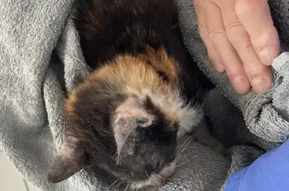 Chatte écaille trouvée à Cagnes - photo