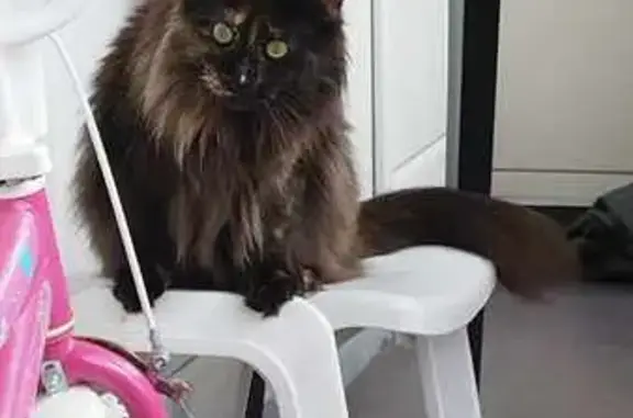 Chat perdu, Wattrelos, photo: Chatte Maine Coon perdue à Wattrelos