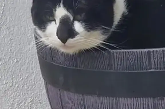 Chat noir et blanc perdu à Hiersac - photo