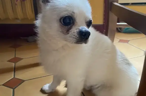 Animaux trouvés Pleurtuit, photo: Chien perdu retrouvé à Pleurtuit