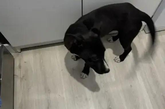 Chiot perdu près du Hashtag - photo