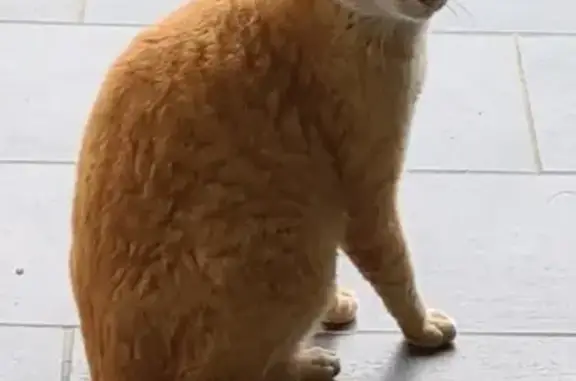 Chat roux castré trouvé à Mont - photo