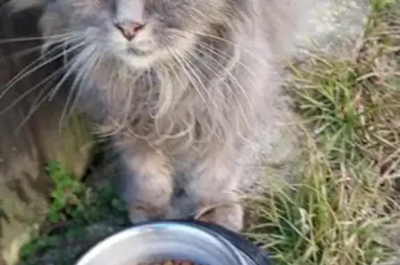 Chatte grise perdue, collier bleu - photo