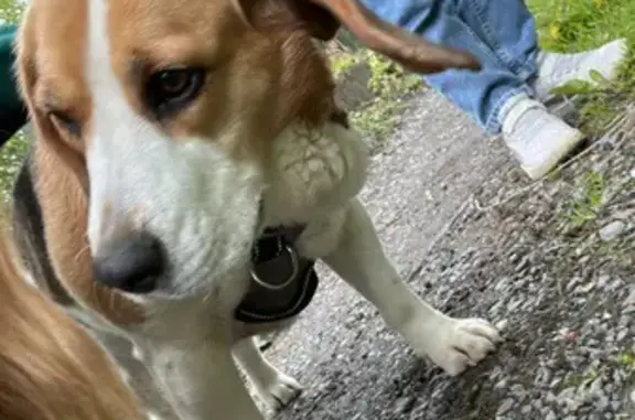 Chien trouvé Gommegnies, photo: Beagle perdu: femelle, harnais gris