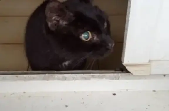 Chatte noire aveugle et sourde trouvée - photo