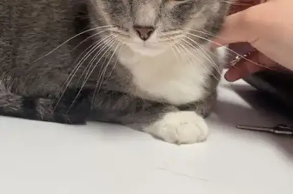 Lost Senior Cat: Grey Tabby, Red Collar - Help!