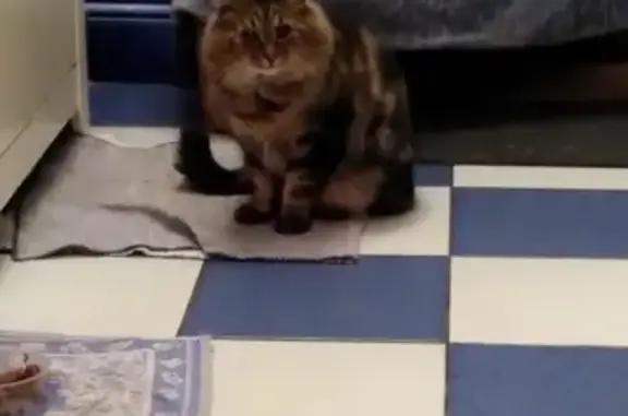 Animaux perdus Nieppe, photo: Chat tigré perdu à Nieppe