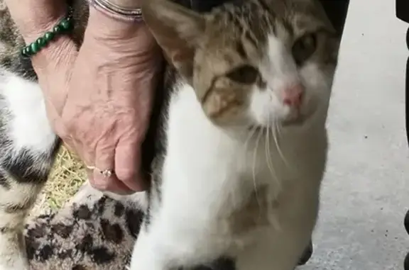 Chaton mâle perdu, nez rose, Alès - photo