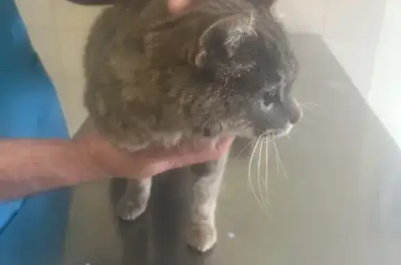 Chat gris tigré perdu D41 trouvé - photo